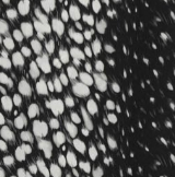 Paloma Dress Deer